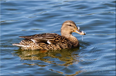 Mallard, female