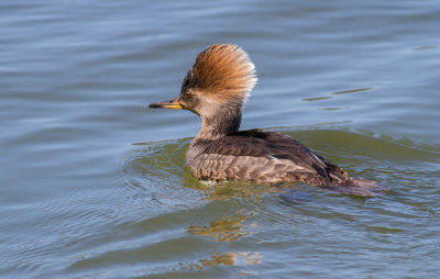 Hooded Merganser, female