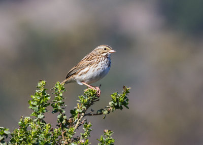 Savanna Sparrow