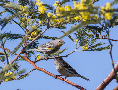 Yellow-rumped Warbler