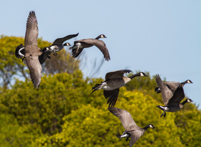 Cackling Geese