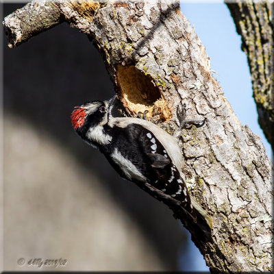 Downy Woodpecker, male