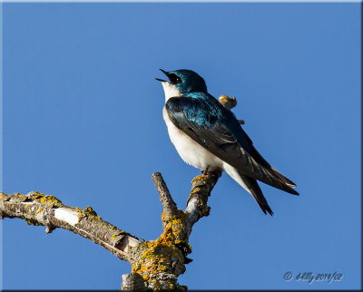 Tree Swallow