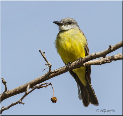 Tropical Kingbird