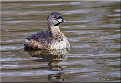 Pied-billed Grebe