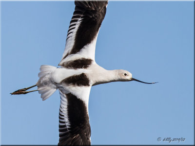 American Avocet