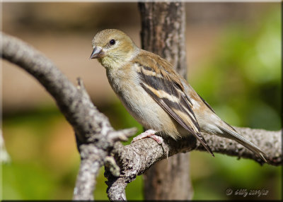 American Goldfinch