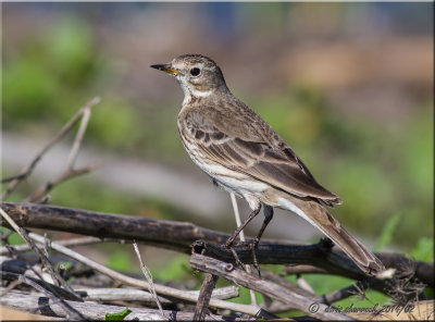 American Pipit