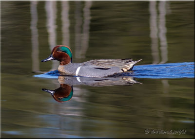 Green-winged Teal