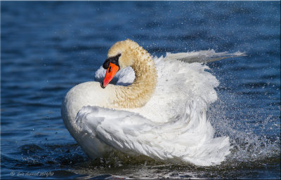 Mute Swan, adult