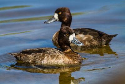 Greater Scaup