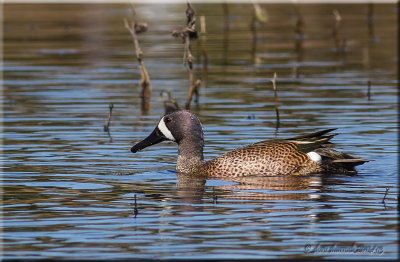 Blue-winged Teal