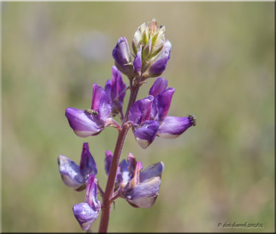 wildflower & bug.jpg
