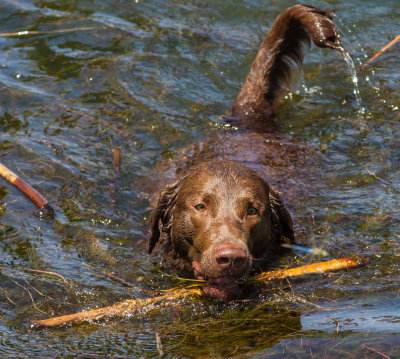 retriever Bruin.jpg