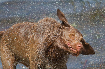 shake it off.jpg