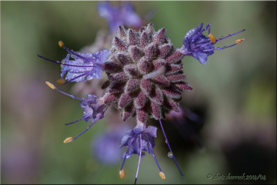 purple flower macro
