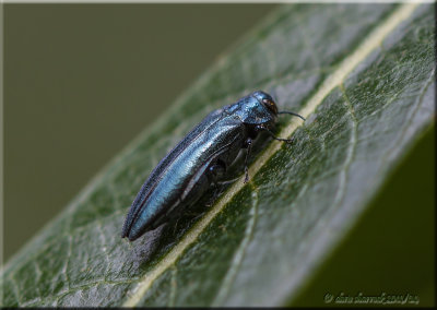 beetle bug