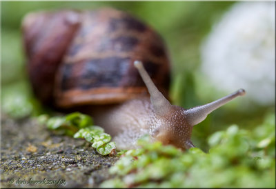 garden snail
