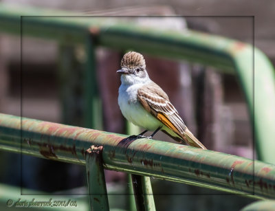 Ash-throated Flycatcher