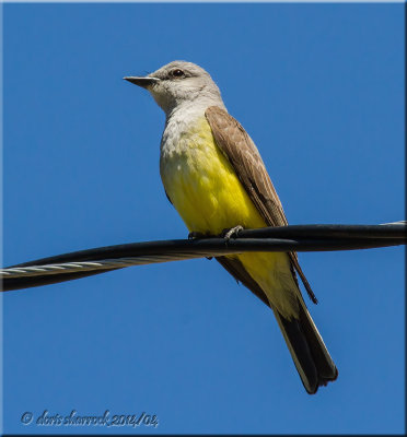 Western Kingbird