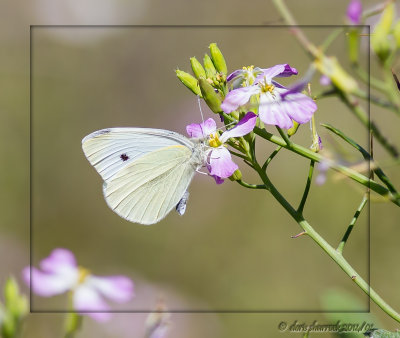 White butterfly