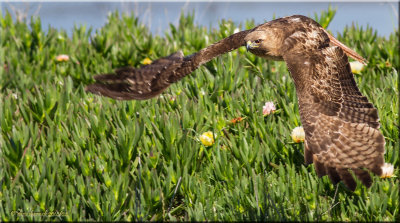 Red-tailed Hawk