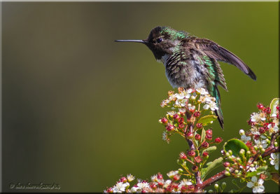 Anna's Hummingbird