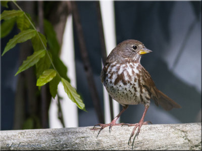 Fox Sparrow