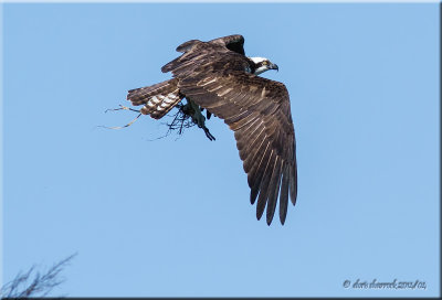 Osprey with nesting material