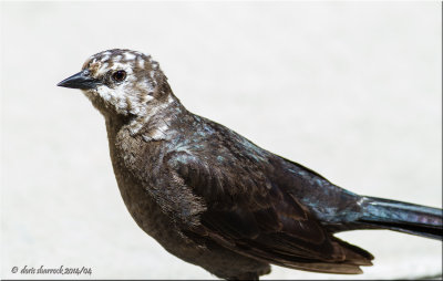 Luesistic Blackbird
