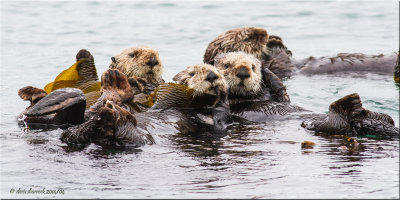 Sea Otter's