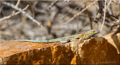 desert lizard