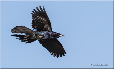 Great-tailed Grackle