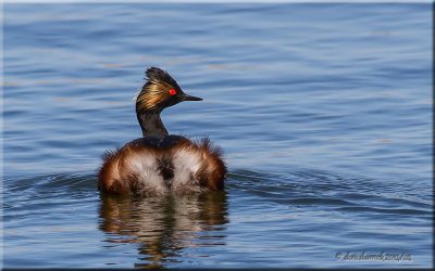 Eared Grebe, breeding plumage