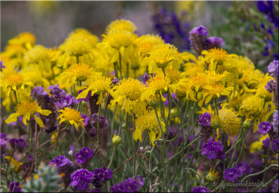 desert wildflowers