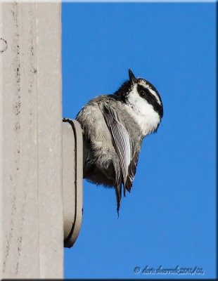 Mountain Chickadee