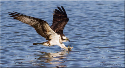 Osprey picking up nesting material