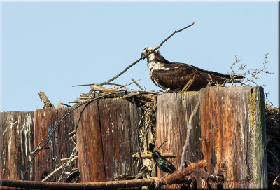 Osprey nesting