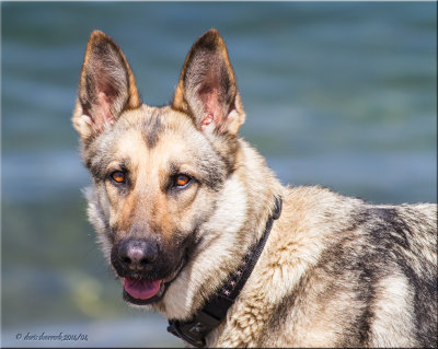 Sadie, German Shepherd