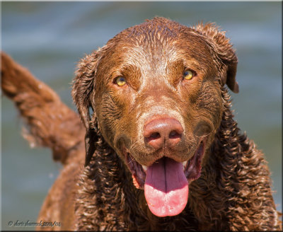 Bruin, Chestapeake Bay Retriever