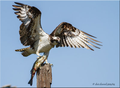 Osprey with fish