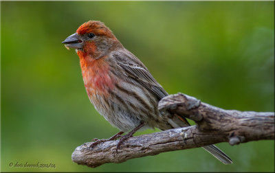 House Finch with seed