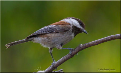 Chestnut-backed Chickadee