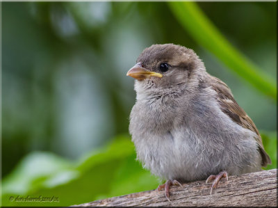 Baby House Sparrow