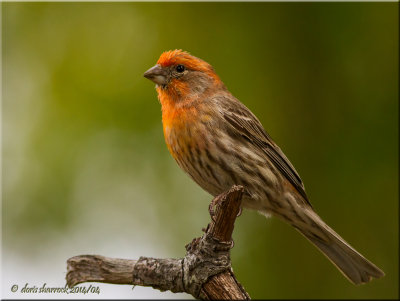 House Finch, orange