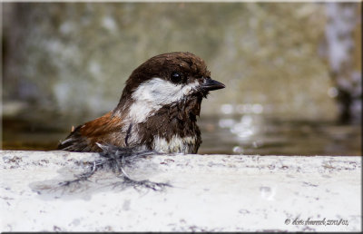 Chestnut-backed Chickadee