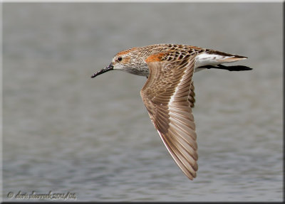 western sandpiper flight