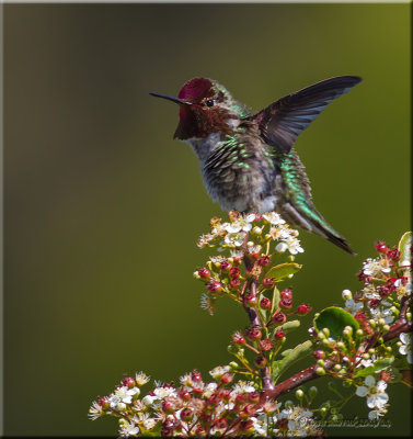 anna's hummingbird in action