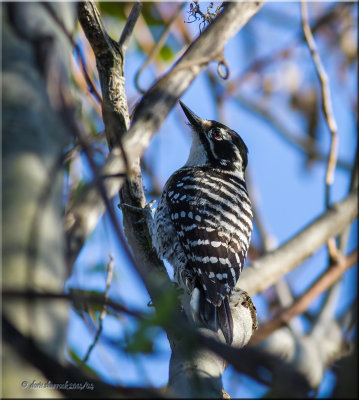 nuttals woodpecker