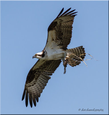 osprey with nesting material